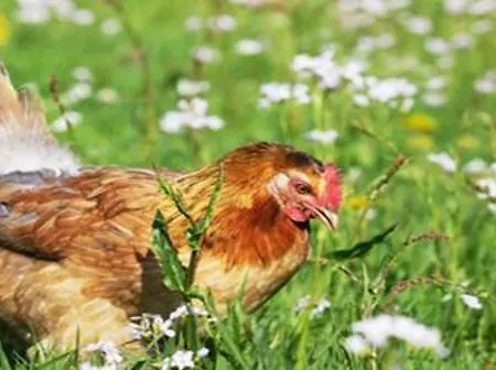 Apartament Serck - Galeriewohnung